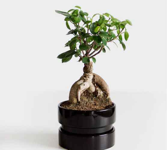 代理价格便宜的cc网页端